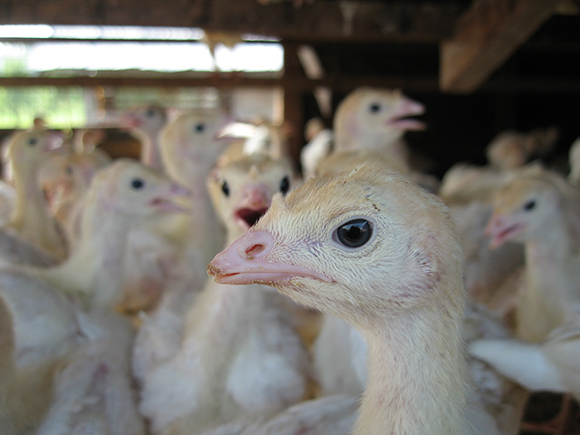 H5N2 avian influenza swept through turkey and egg-laying operations in Minnesota, Iowa, Wisconsin and other states last spring. (Photo by Garrett and Kitty Wilkin, CC BY 2.0)